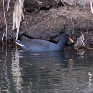 Gallinula tenebrosa at Carnarvon Park, QLD - 28 Jun 2024 01:08 PM