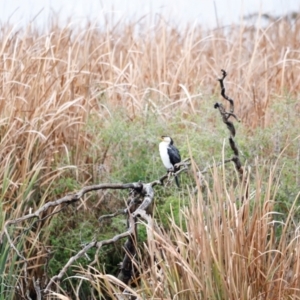 Microcarbo melanoleucos at Jerrabomberra Wetlands - 30 Jun 2024