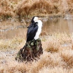 Microcarbo melanoleucos (Little Pied Cormorant) at Jerrabomberra Wetlands - 30 Jun 2024 by JimL