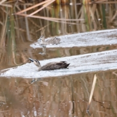 Anas superciliosa (Pacific Black Duck) at Jerrabomberra Wetlands - 30 Jun 2024 by JimL