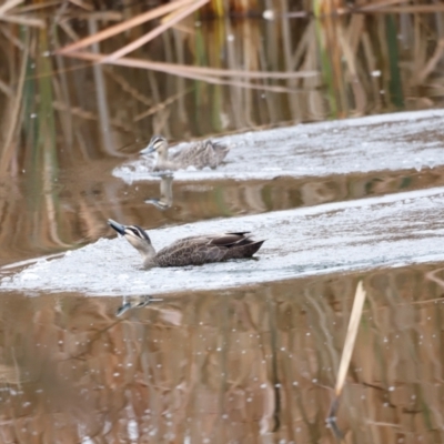 Anas superciliosa (Pacific Black Duck) at Jerrabomberra Wetlands - 30 Jun 2024 by JimL