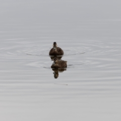 Anas superciliosa at Jerrabomberra Wetlands - 30 Jun 2024