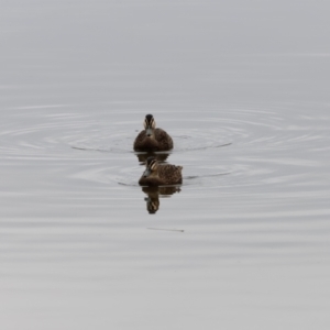 Anas superciliosa at Jerrabomberra Wetlands - 30 Jun 2024