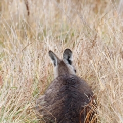 Macropus giganteus (Eastern Grey Kangaroo) at Jerrabomberra Wetlands - 30 Jun 2024 by JimL