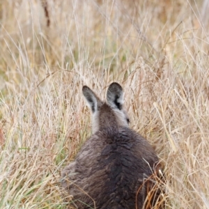 Macropus giganteus at Jerrabomberra Wetlands - 30 Jun 2024