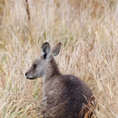 Macropus giganteus at Jerrabomberra Wetlands - 30 Jun 2024 11:43 AM