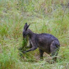 Macropus giganteus (Eastern Grey Kangaroo) at Carnarvon National Park - 28 Jun 2024 by MB
