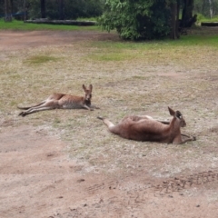 Macropus giganteus (Eastern Grey Kangaroo) at Rewan, QLD - 30 Jun 2024 by MB