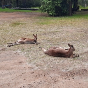 Macropus giganteus at Rewan, QLD - 30 Jun 2024