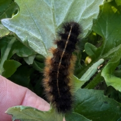 Ardices canescens (Dark-spotted Tiger Moth) at Gundary TSR - 29 Jun 2024 by HelenCross