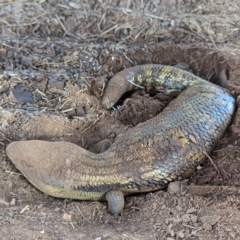 Tiliqua scincoides scincoides (Eastern Blue-tongue) at Gundary TSR - 29 Jun 2024 by HelenCross