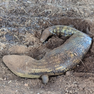 Tiliqua scincoides scincoides at Gundary TSR - suppressed