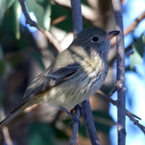 Pachycephala rufiventris (Rufous Whistler) at Chesney Vale, VIC by jb2602