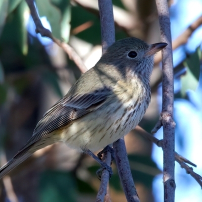 Pachycephala rufiventris (Rufous Whistler) at Winton Wetlands - 23 Jun 2024 by jb2602