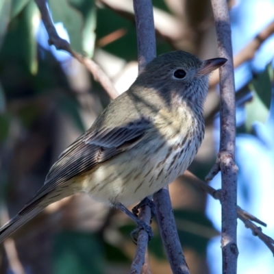 Pachycephala rufiventris (Rufous Whistler) at Chesney Vale, VIC - 23 Jun 2024 by jb2602