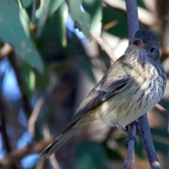 Pachycephala rufiventris at Chesney Vale, VIC - 23 Jun 2024