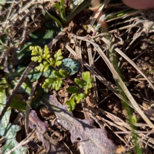 Cheilanthes sieberi subsp. sieberi at Gundary TSR - 29 Jun 2024 01:19 PM