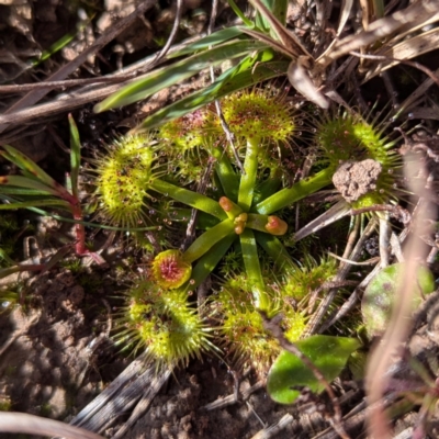 Drosera sp. (A Sundew) at Gundary TSR - 29 Jun 2024 by HelenCross