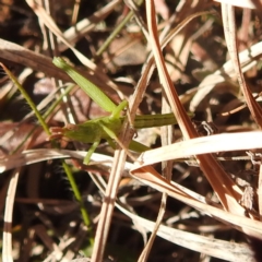 Keyacris scurra (Key's Matchstick Grasshopper) at Gundary TSR - 29 Jun 2024 by HelenCross