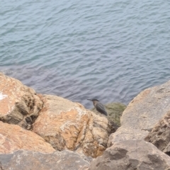 Butorides striata (Striated Heron) at Lake Illawarra, NSW - 30 Jun 2024 by Caitiej