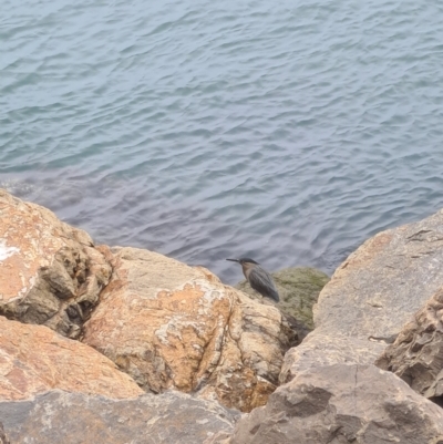 Butorides striata (Striated Heron) at Lake Illawarra, NSW - 30 Jun 2024 by Caitiej