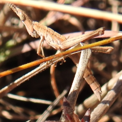 Keyacris scurra (Key's Matchstick Grasshopper) at Gundary TSR - 29 Jun 2024 by HelenCross