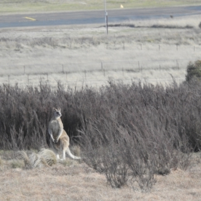 Macropus giganteus (Eastern Grey Kangaroo) at Gundary TSR - 29 Jun 2024 by HelenCross