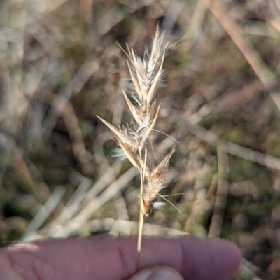 Rytidosperma duttonianum (Brown-back Wallaby Grass) at Gundary TSR - 29 Jun 2024 by HelenCross