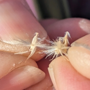 Rytidosperma duttonianum at Gundary TSR - 29 Jun 2024