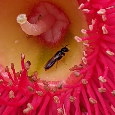 Euryglossina (Euryglossina) sp. (genus & subgenus) at ANBG - 16 Mar 2024 by PaperbarkNativeBees