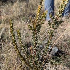 Acacia cultriformis (Knife Leaf Wattle) at Goulburn Mulwaree Council - 29 Jun 2024 by HelenCross