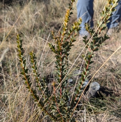 Acacia cultriformis (Knife Leaf Wattle) at Gundary TSR - 29 Jun 2024 by HelenCross