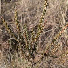 Acacia cultriformis at Gundary TSR - 29 Jun 2024