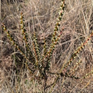 Acacia cultriformis at Gundary TSR - 29 Jun 2024 12:45 PM