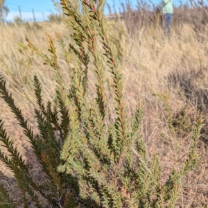 Acacia sp. at Gundary TSR - 29 Jun 2024