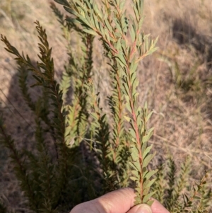 Acacia sp. at Gundary TSR - 29 Jun 2024 12:47 PM