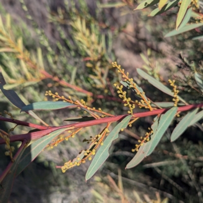 Acacia rubida (Red-stemmed Wattle, Red-leaved Wattle) at Gundary TSR - 29 Jun 2024 by HelenCross