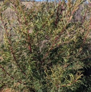 Acacia rubida at Gundary TSR - 29 Jun 2024