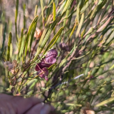 Dodonaea viscosa subsp. angustissima (Hop Bush) at Gundary TSR - 29 Jun 2024 by HelenCross