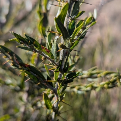Acacia paradoxa (Kangaroo Thorn) at Gundary TSR - 29 Jun 2024 by HelenCross