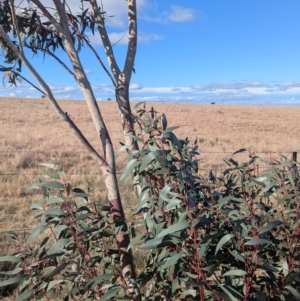 Eucalyptus pauciflora subsp. pauciflora at Gundary TSR - 29 Jun 2024