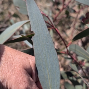 Eucalyptus pauciflora subsp. pauciflora at Gundary TSR - 29 Jun 2024