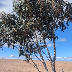 Eucalyptus pauciflora subsp. pauciflora at Gundary TSR - 29 Jun 2024