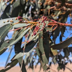 Eucalyptus pauciflora subsp. pauciflora at Gundary TSR - 29 Jun 2024 12:50 PM