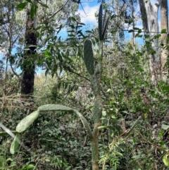 Opuntia tomentosa (Velvety Tree Pear) at Rewan, QLD - 30 Jun 2024 by MB