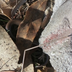 Hemiergis talbingoensis (Three-toed Skink) at Mulligans Flat - 29 Jun 2024 by Christine