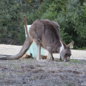 Macropus giganteus at ANBG - 28 Jun 2024