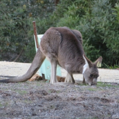 Macropus giganteus (Eastern Grey Kangaroo) at ANBG - 28 Jun 2024 by Christine
