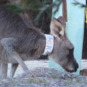 Macropus giganteus at ANBG - 28 Jun 2024