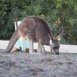 Macropus giganteus at ANBG - 28 Jun 2024